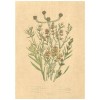 Flax Art Poster | Encyclopedia Wildflower C | FWP-AP-EN1C